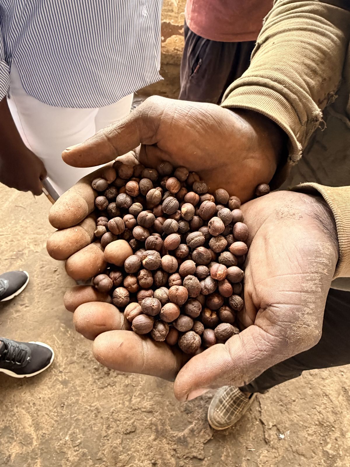 Cerejas de café secas nas mãos de um produtor
